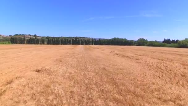 AÉRIAL : Beau champ de blé doré et oliviers en Provence — Video