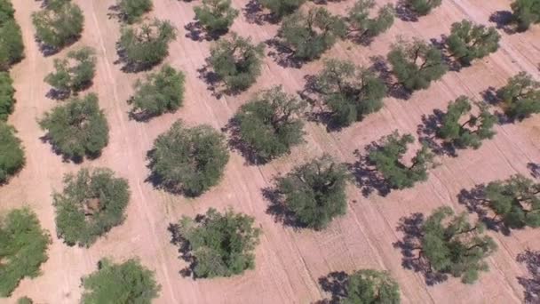 AERIAL: Большое поле оливковых деревьев в солнечном Провансе — стоковое видео