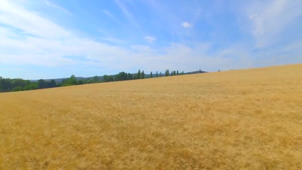 Antenne: Flug über ein großes Goldweizenfeld im Sommer — Stockvideo