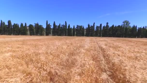 Antenn: flyger över vackra guldvete fält i soliga sommar — Stockvideo