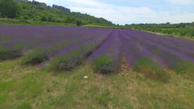 Hava: Buğday tarlası, lavanta sıraları ve üzüm bağırenkli tarım