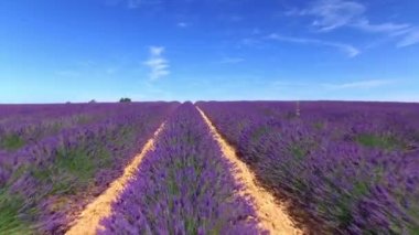 Havadan Yakın Çekim: Sonsuz lavanta alanı satırları üzerinde uçan