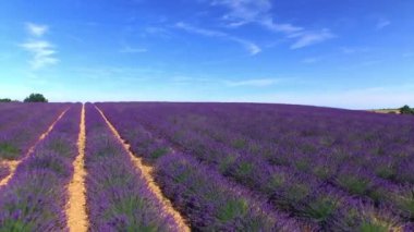 Hava: Güneşli yaz aylarında mor lavanta Çarpıcı büyük alan