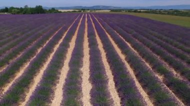 Hava: Güneşli Fransa'da Inanılmaz büyük lavanta alanı