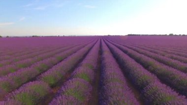 Hava Close Up: Güneşli günde güzel mor lavanta alanı