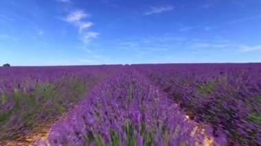 Anten: Berrak mavi gökyüzüne karşı güzel mor lavanta alanı