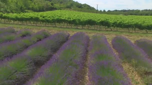 AERIAL: Volando sobre viñedos, filas de lavanda y campo de trigo dorado — Vídeos de Stock