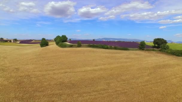 AERIAL: Beautiful big fields of golden wheat and purple lavender — Stock Video