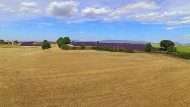 AÉRIAL : Beaux grands champs de blé doré et de lavande violette 