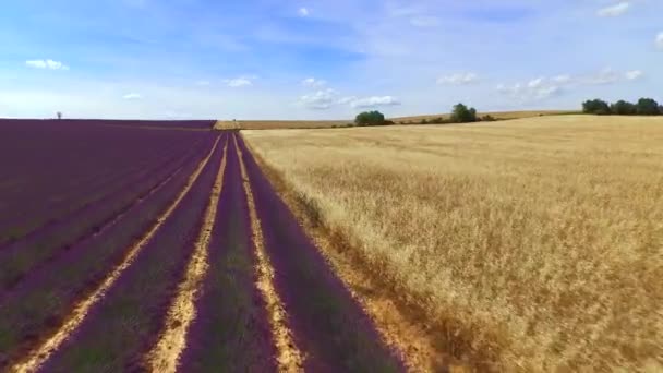 AERIAL: Hermosas líneas de lavanda púrpura y trigo dorado — Vídeos de Stock