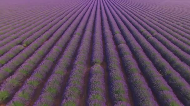 Luftaufnahme: wunderschönes endloses violettes Lavendelfeld — Stockvideo