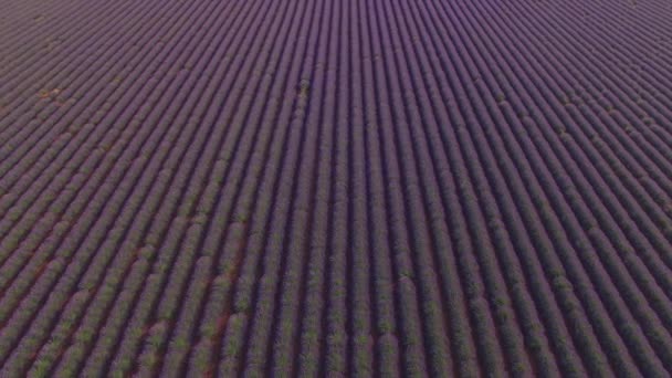Aerial: nieograniczone pola purpurowe rzędy lawendy — Wideo stockowe