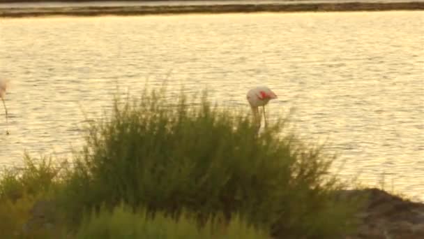 Flamingo's in het meer bij mooie zomerse zonsondergang — Stockvideo