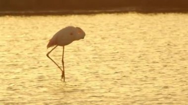 Flamingo yemek göl güzel günbatımında arama