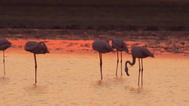 水に沈む夕日の雄大なピンクのフラミンゴの群れ — ストック動画