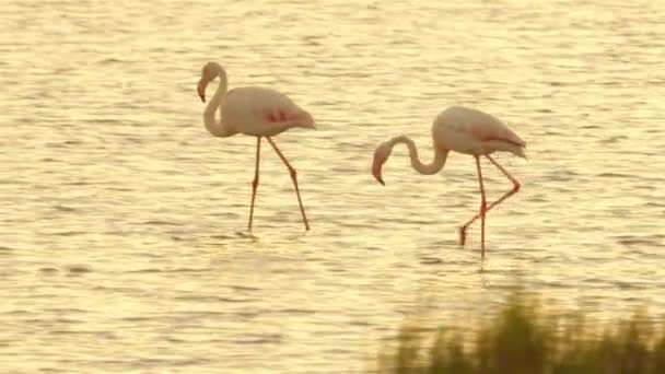 Beautiful pink flamingos in the water at golden summer sunset — Stock Video