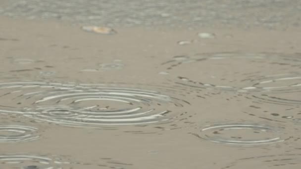 MACRO DE MOCIÓN LENTA: Gotas de lluvia cayendo en charco creando grandes círculos — Vídeos de Stock
