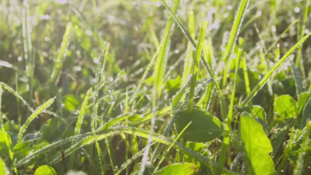 CLOSEUP : Rosée matinale sur herbe et feuilles brillantes au soleil — Video