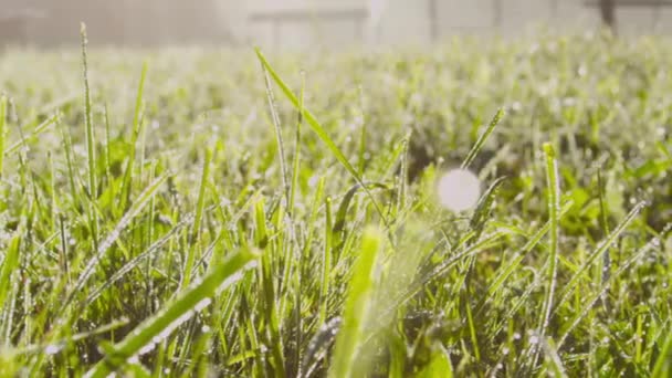 MACRO : Belle rosée matinale sur l'herbe scintillant au soleil — Video