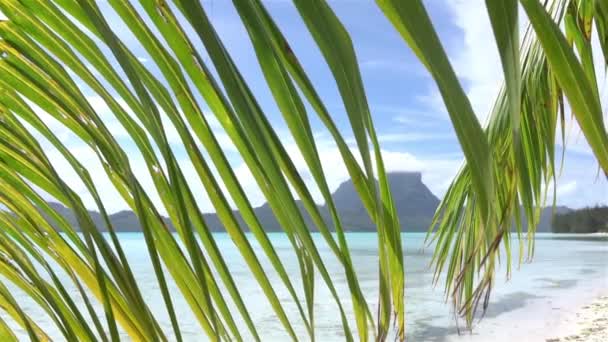 SLOW MOTION: Esotico paradiso sulla spiaggia di sabbia bianca durante le vacanze estive — Video Stock