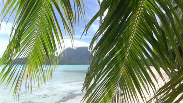 Under the palm tree on exotic Bora Bora beach — Stock video