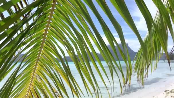 Palm tree leaf swaying in the wind on Bora Bora beach — Stockvideo