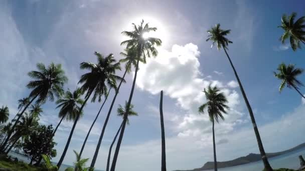 Conducir pasar hermosas palmeras altas en la soleada isla tropical — Vídeo de stock