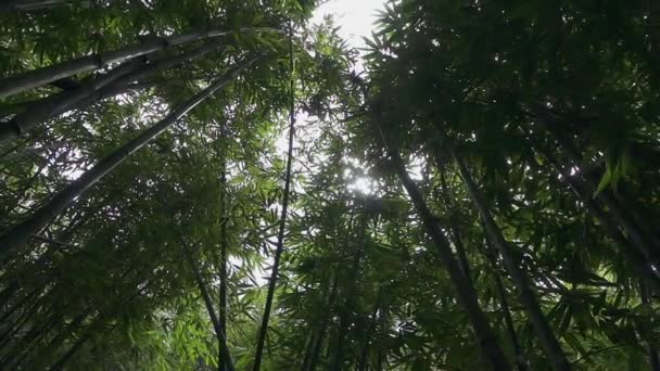 Slow motion: frodig bambu skog — Stockvideo