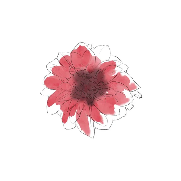 손으로 물감의 배경은 빨간색과 분홍색 Dahlias Stock Drawing — 스톡 사진