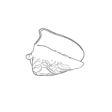 Arka planda deniz kabuğu deseni var. Yüksek kaliteli suluboya çizimi. deniz tasarımı