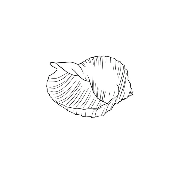 Patrón concha marina en el fondo. ilustración acuarela de alta calidad. diseño marino — Foto de Stock
