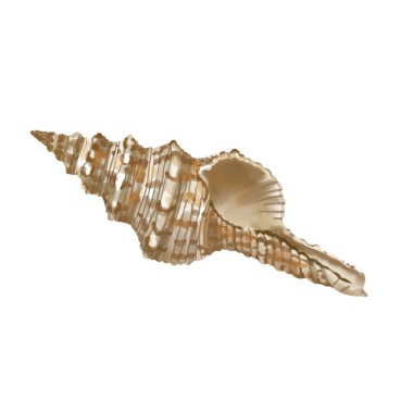 Beyaz arka planda izole edilmiş deniz kabuğu. Yüksek kaliteli suluboya çizimi. deniz tasarımı