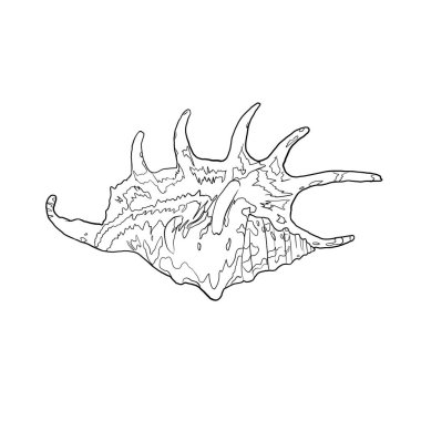 Arka planda deniz kabuğu deseni var. Yüksek kaliteli suluboya çizimi. deniz tasarımı