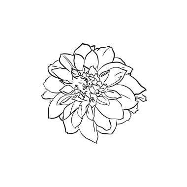 El çizimi doğrusal yıldız çiçekleri ile güzel bir arkaplan. Hisse çizimi.