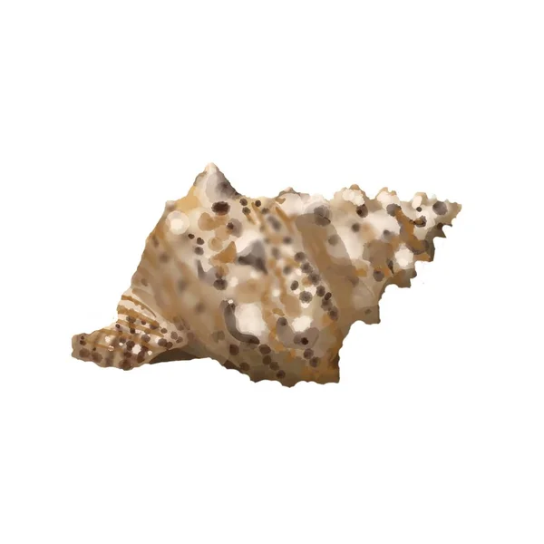 Isolierte Muschel auf weißem Hintergrund. hochwertige Aquarell-Illustration. Meeresdesign — Stockfoto