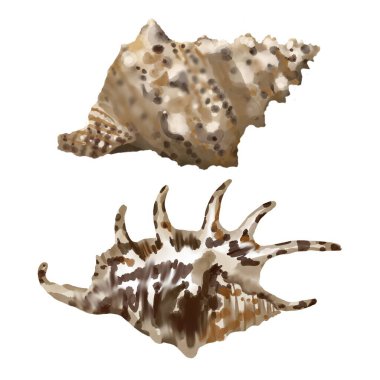 Beyaz arka planda izole edilmiş deniz kabuğu. Yüksek kaliteli suluboya çizimi. deniz tasarımı