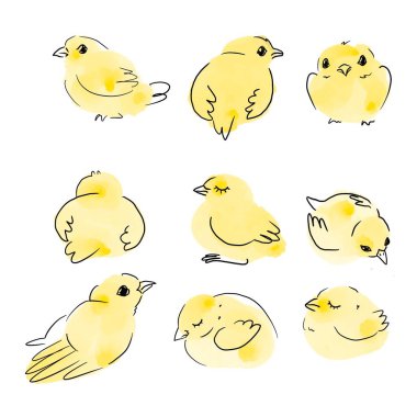 Sarı tavuklar. Suluboya resim. El yapımı suluboya çizimi.