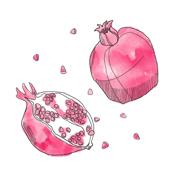 Acuarela granada de fruta sobre fondo blanco. Ilustración lineal — Foto de Stock