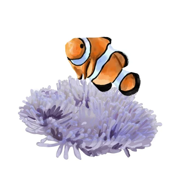 Акварельная иллюстрация оранжевой рыбы-клоуна в рифовых водорослях. Рыба-амфиприон с экзотической соленой водой на белом фоне. — стоковое фото