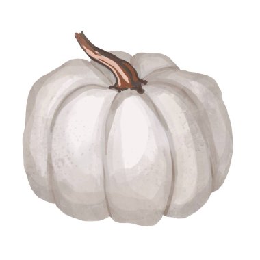 İzole edilmiş beyaz arka planda güzel beyaz, gül uçlu mavi balkabakları. İzole edilmiş beyaz arka planda sonbahar elementleri. Suluboya çizimi. El çizimi. Şükran günü kartları için mükemmel.