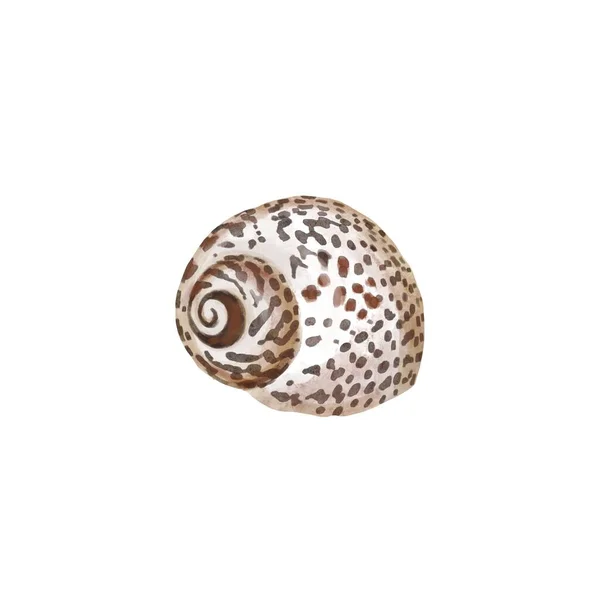 水彩画一组水下生物-各种热带海贝壳.在白色背景上孤立的手绘插图. — 图库照片