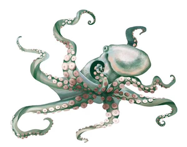 Акварелью осьминога. Морская пульпа, дьявольская с щупальцами иллюстрации выделяется на белом фоне — стоковое фото