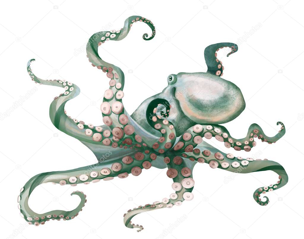 watercolor octopus. Sea pulpa, devilish with tentacles illustration is isolated on a white background