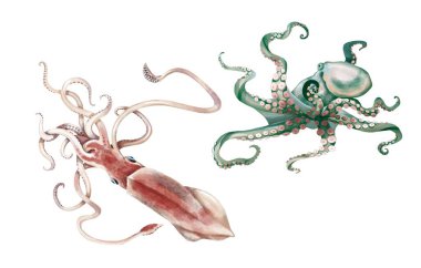 Dev mürekkep balığı ve ahtapot suluboya. Beyaz bir arkaplanda izole resimleme