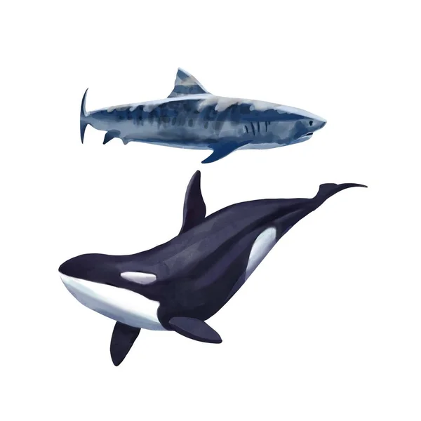 水彩画杀人鲸和鲨鱼孤立的插图或白色背景 — 图库照片