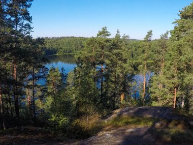 Ormandaki yaz gölü manzarası