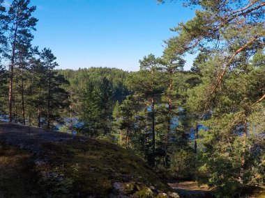 Ormandaki yaz gölü manzarası