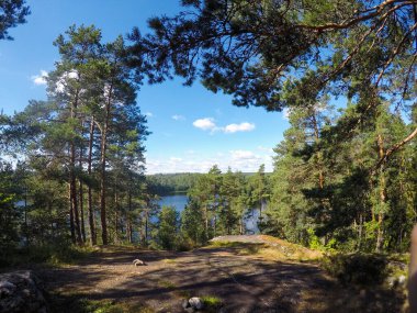 Ormandaki yaz gölü manzarası