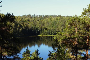 Ormandaki yaz gölü manzarası