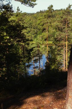 Ormandaki yaz gölü manzarası